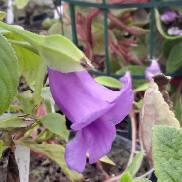 Sphaerorrhiza sarmentiana