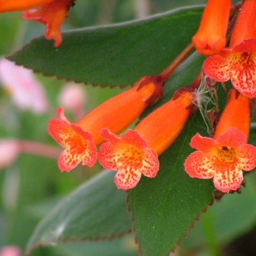Kohleria hirsuta var....