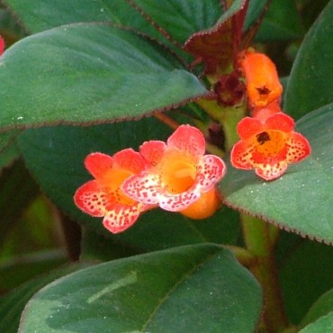Kohleria hirsuta var. hirsuta (Kohleria eriantha)