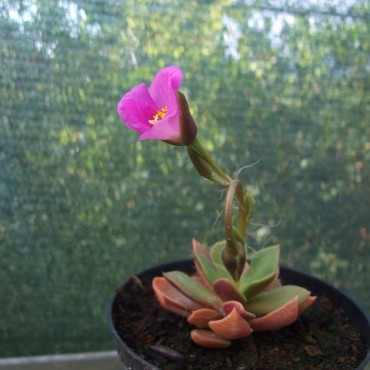 Anacamperos rufescens