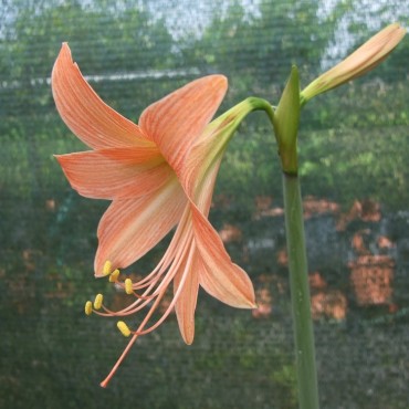 Hippeastrum roseum...