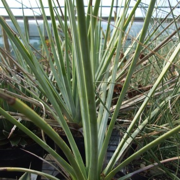 Agave striata subsp....