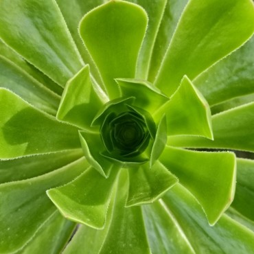 Aeonium arboreum