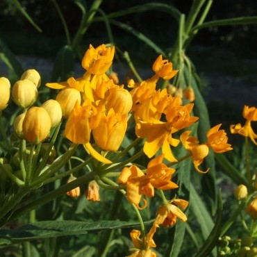 Asclepias curassavica...