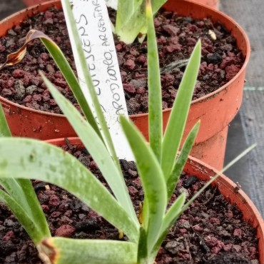 Iris lutescens Capo d'Uomo,...