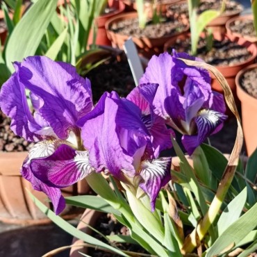 Iris lutescens Capo d'Uomo,...