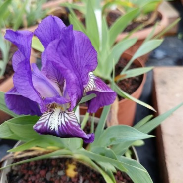 Iris lutescens Capo d'Uomo,...