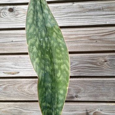 Sansevieria metallica...