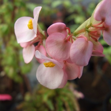 Begonia carolinaefolia