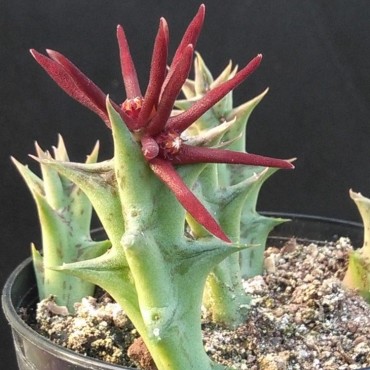 Orbea baldratii (Caralluma...