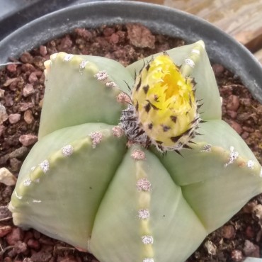Astrophytum myriostigma var. nudum