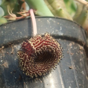 Huernia x hybrida VC6