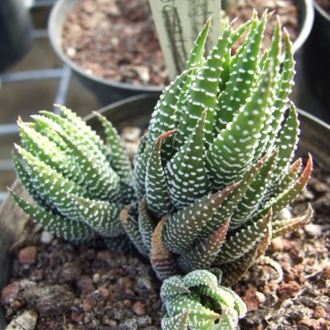 Haworthiopsis attenuata...