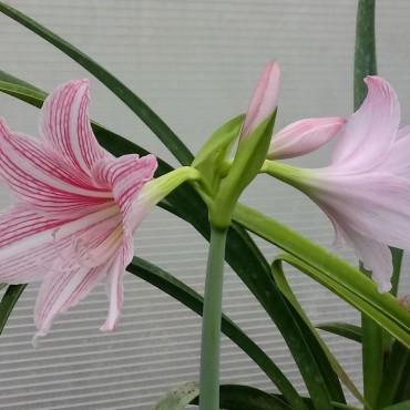 Hippeastrum reticulata x hybrida