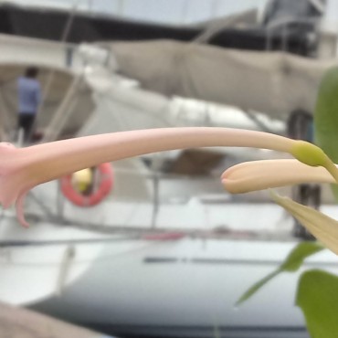 Cyrtanthus mackenii...