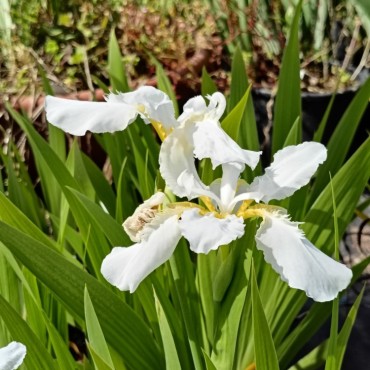Tectiris tectorum var. alba...