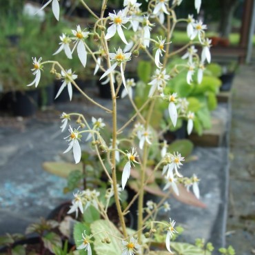 Saxifraga stolonifera...