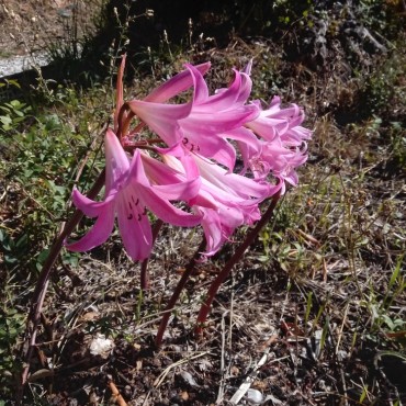 Amaryllis belladonna Dark Pink
