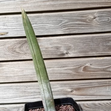 Sansevieria singularis (Dracaena singularis, Sansevieria fischeri)