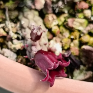 Echidnopsis x hybrida VC16...