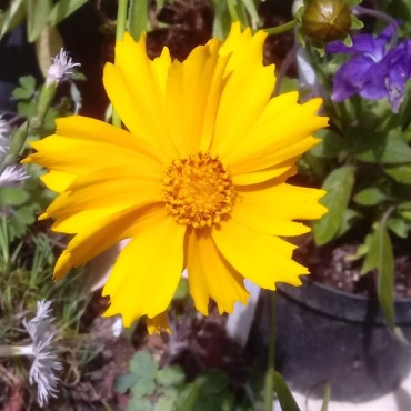 Coreopsis lanceolata (Bidens lanceolata)