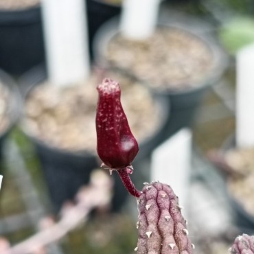 Echidnopsis squamulata Near Taizz, Yemen