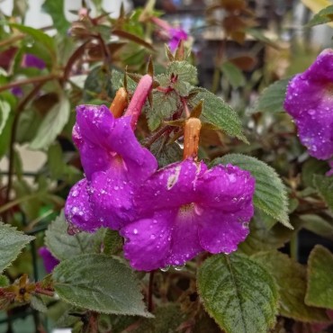 Achimenes x hybrida 'Pulchella'