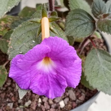 Achimenes x hybrida 'Pulchella'