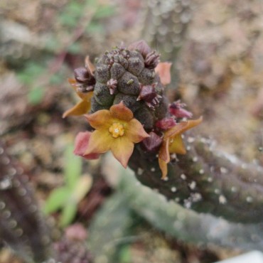 Echidnopsis x hybrida VC2