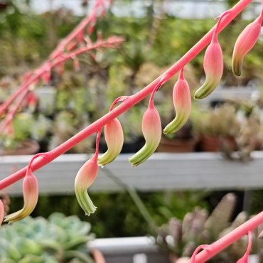 Gasteria carinata var....