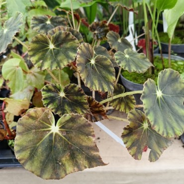 Begonia mazae f. nigricans