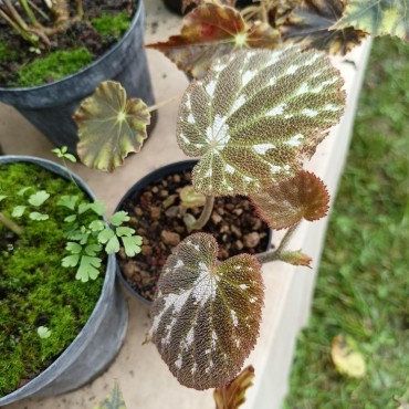 Begonia pustulata