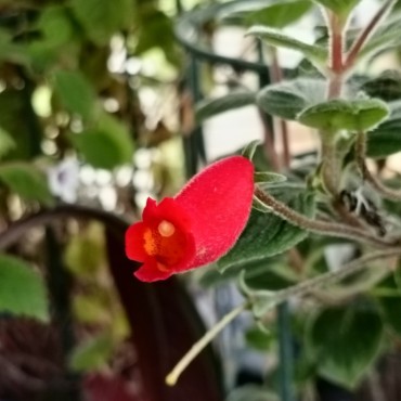 Seemannia nematanthodes 'Evita'