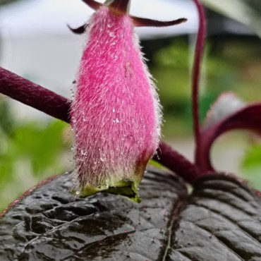 Seemannia purpurascens 'Purple Prince'