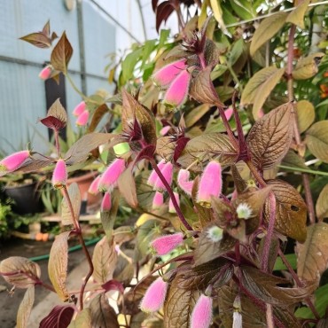 Seemannia purpurascens 'Purple Prince'