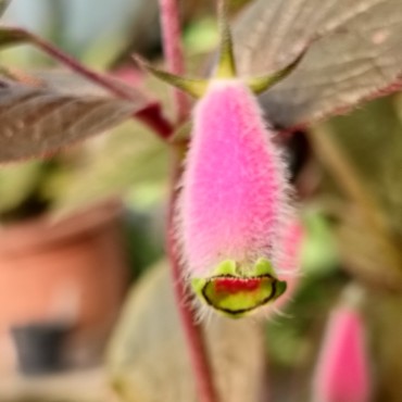Seemannia purpurascens 'Purple Prince'