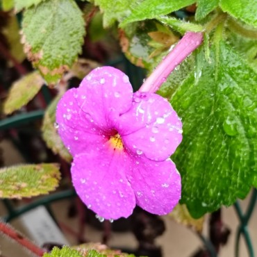 Achimenes grandiflora