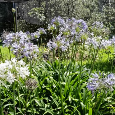 Agapanthus praecox subsp. orientalis