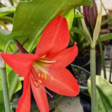 Hippeastrum reginae Bolivia