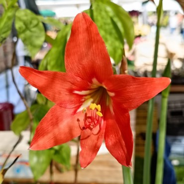 Hippeastrum reginae