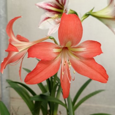 Hippeastrum striatum...