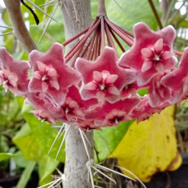 Hoya pubicalyx 'Schwarze...