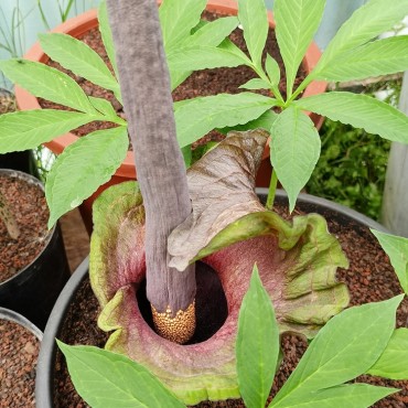 Amorphophallus impressus