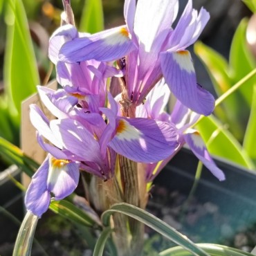 Moraea sisyrinchium (Gynandriris sisyrinchium)