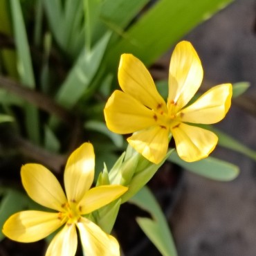 Sisyrinchium palmifolium