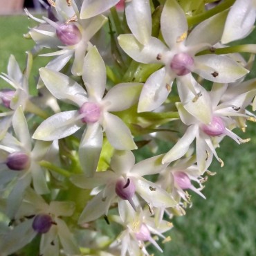 Eucomis comosa