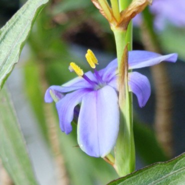 Aristea ecklonii