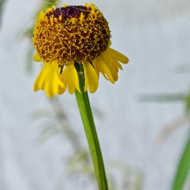 Helenium puberulum 'Autumn...