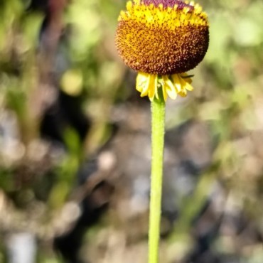 Helenium puberulum 'Autumn Lollipop'