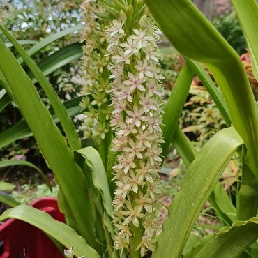 Eucomis comosa